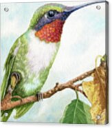 Ruby-throated Humming Bird Acrylic Print