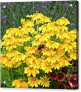 Rudbeckia Prairie Sun Flowers In An English Garden Acrylic Print