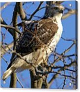 Ruffled Red Tail Hawk Acrylic Print