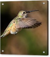 Rufous Hover Acrylic Print