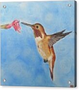 Rufous Hovering Acrylic Print