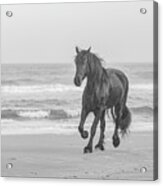Horse Running On The Beach Photograph Acrylic Print