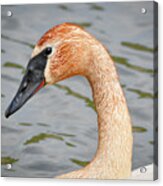 Rusty Neck Swan Acrylic Print