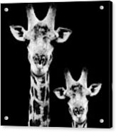 Safari Profile Collection - Portrait Of Giraffe And Baby Black Edition I I I Acrylic Print