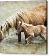 Safe By Mother's Side - South Steens Mustangs Acrylic Print