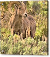 Sage Brush Ram Portrait Acrylic Print