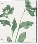Sage Green Flowers 2 Acrylic Print