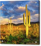 Saguaro Cacti At Sunset Acrylic Print