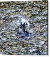 Salmon 11a Acrylic Print