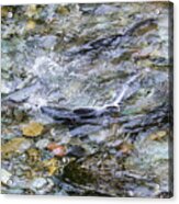 Salmon 15a Acrylic Print