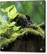 Salmonberry Bush Start Up Acrylic Print