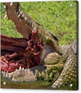 Saltwater Crocodile Eating Acrylic Print