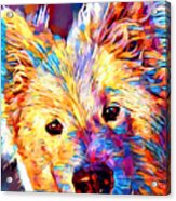 Samoyed Acrylic Print