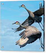 Sand Hill Cranes In Flight Acrylic Print