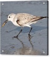 Sanderling Acrylic Print