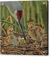 Sandhill Crane Chicks Cps Acrylic Print