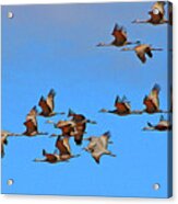 Sandhill Cranes In Flight Acrylic Print