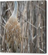 Sandhill In The Cattails Acrylic Print