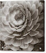 Santa Barbara Succulent#20 Acrylic Print