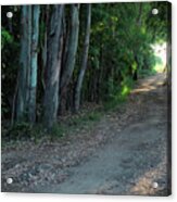 Sao Lourenco Trail In Quinta Do Lago Acrylic Print