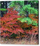 Sassafras Autumn Colors At Millstream Gardens Mo Grk4055_1010202 Acrylic Print