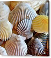 Scallop Seashells Acrylic Print