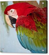 Scarlet Macaw At The Sarasota Jungle Gardens 2 Acrylic Print