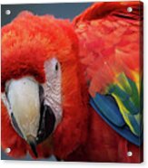 Scarlet Macaw Portrait Acrylic Print