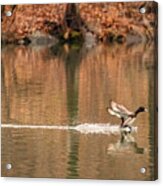 Scaup On The Water. Acrylic Print