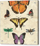 Scientific Butterflies 1 Acrylic Print