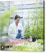 Scientist Watering Sweet Wormwood (artemisia Annua) In Nursery Of Biolab. The Plants Are Grown For Structural Analysis Of Dna, Protein Extraction And Genetic Modification Acrylic Print
