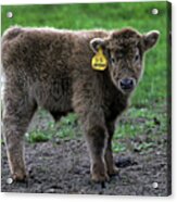 Wixom Farm Highland Cattle - Baby Profile Acrylic Print