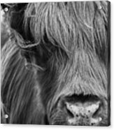 Scottish Highlander Portrait In Black And White Acrylic Print