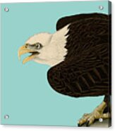 Sea Eagle Acrylic Print