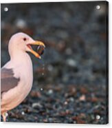 Sea Gull And The Pebble Acrylic Print