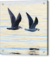 Sea Gulls Acrylic Print