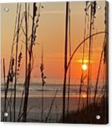 Sea Oats At The Beach Acrylic Print