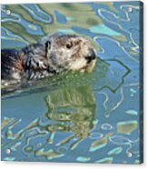 Sea Otter #1 Acrylic Print