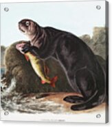 Sea Otter. John Woodhouse Audubon Illustration Acrylic Print