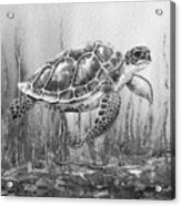 Sea Turtle Gray Watercolor Ocean Creature Ix Acrylic Print