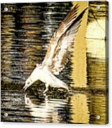 Seagull Landing Acrylic Print