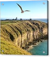 Seagull Over Cliffs At Portland Acrylic Print
