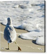 Seagull Shuffle Coastal Bird Animal / Wildlife Photograph Acrylic Print