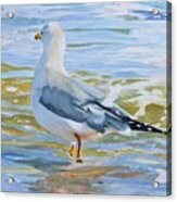 Seagull Wading Acrylic Print