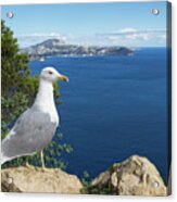 Seagull Watches The Mediterranean Sea Acrylic Print