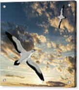 Seagulls At Sunset Acrylic Print