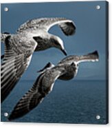 Seagulls Flying Formation Acrylic Print