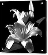 Sectracular Black And White Lily Flower For Prints Acrylic Print