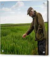 Senior Man Looking At The Condition Of A Crop Acrylic Print