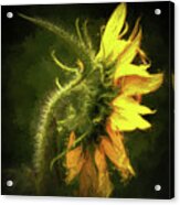 Sensational Sunflower Acrylic Print